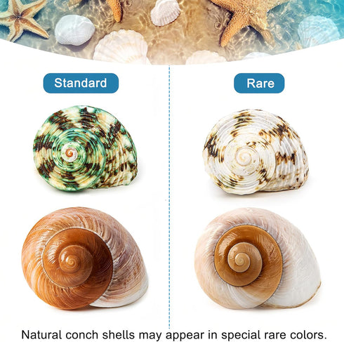 5PCS Medium and Large Hermit Crab Shells, Natural Sea Conch Size 2.2" - 3.4" for Hermit Crab Supplies
