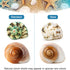 5PCS Medium and Large Hermit Crab Shells, Natural Sea Conch Size 2.2" - 3.4" for Hermit Crab Supplies