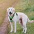TwoEar Dog Harness, Adjustable Soft Padded Vest, No Pull Reflective Front Clip, Easy Control Handle for Small Medium