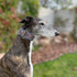 Martingale Dog Collar and Leash Set for Greyhound Saluki Whippet (L 14inch-18inch), Blue