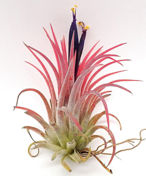 YGNHIJKD Live Air Plants (Tillandsia) - No Soil Needed Indoor House Plants -