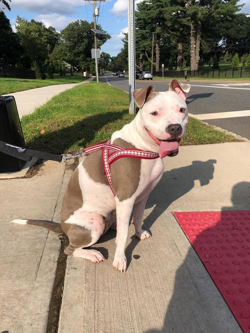 Blueberry Pet 4 Colors Soft & Comfy 3M Reflective Jacquard Padded Dog Harness, Chest Girth 16.5" - 21", Marsala Red