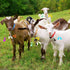 12 Sets Goat Collars with Bells, Adjustable Nylon Dog Bell Collar with Quick Release Buckle for Small Farm Animals,