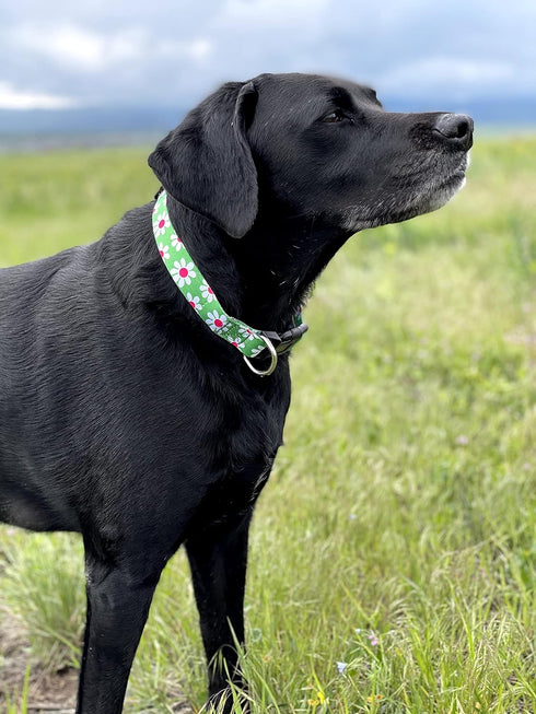 Native Pup Flower Dog Collar, Adjustable Medium, Cute Pink Floral Blue Daisy Rose, Summer Spring Essentials