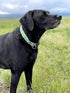Native Pup Flower Dog Collar, Adjustable Medium, Cute Pink Floral Blue Daisy Rose, Summer Spring Essentials