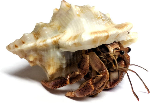 Store 1 1 Live Hermit Crab Shipped Now-with Premium Hermit Crab Shells: Land Crabs with Extra Shell from Nature Gift