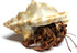 Store 1 1 Live Hermit Crab Shipped Now-with Premium Hermit Crab Shells: Land Crabs with Extra Shell from Nature Gift