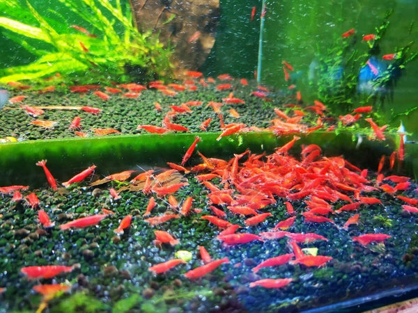 Fire Red Cherry Shrimp Live Freshwater Shrimp Aquarium Neocaridina Inverts RCS (10