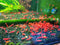 Fire Red Cherry Shrimp Live Freshwater Shrimp Aquarium Neocaridina Inverts RCS (10
