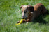 Jolly Pets 3 Pack of Jolly Bones, Yellow, Small 6-Inch