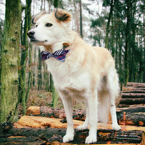 Segarty Bow Ties for Dogs, 30 Pcs Adjustable Dog Collar with Bow for Small Medium Large Pets, Christmas
