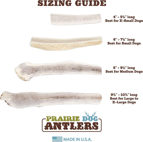 Prairie Dog Antlers, North American Split Antler, Large, Naturally Shed, Nutrient Rich, 6-7.5 inches
