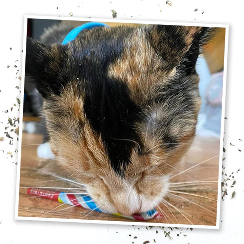 Meowijuana Birthjays Bundle, Catnip Joints and Get Lit Cake Refillable Toy, Hand Harvested Catnip