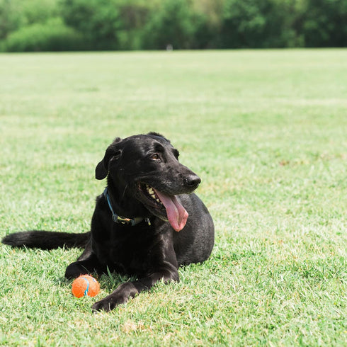 Chuckit Dog Tennis Ball Dog Toy, Medium (2.5 Inch Diameter) for Dogs 20-60 lbs, Pack of 4