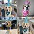 Mihachi Dog Birthday Party Supplies - Bandana and Hat with Number, Triangle Scarf for Decoration Gift for Small Medium