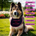 Unique Handmade Newfoundland Dog Bib - Personalized Colors, Waterproof Backing, and Adjustable Fit for all breeds