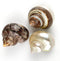Worlds 3PC Large Mix Hermit Crab Shells&Turbo Shells 2"-2-3/4"Inch