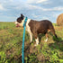 Heavy Duty Bungee Dog Leash 6 ft - 7.5 ft for Large and Medium Dogs, No Pull Reflective Tactical Leash (Blue)