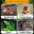 Hermit Crab Moss Coconut Shell Hideout with Climb Ladder,Leopard Gecko Hide Hut with Moss and Sea Shells,Hermit Crab