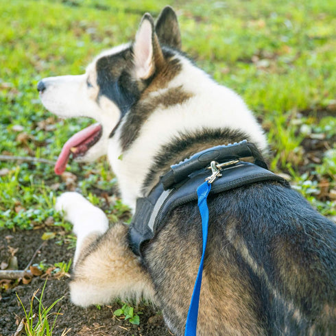 Hi Kiss Dog/Puppy Obedience Recall Training Lead, 15ft 20ft 30ft 50ft 100ft Training Leash for Training, Play, Camping,