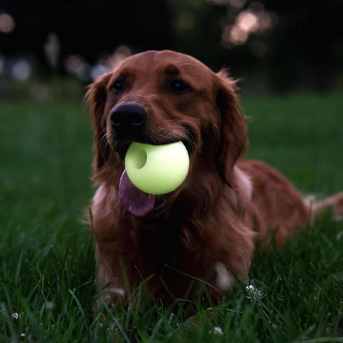 Harry Barker Rubber Balls and Chew Stick - 3" Glow Rubber Bone for Dogs