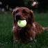Harry Barker Rubber Balls and Chew Stick - 3" Glow Rubber Bone for Dogs