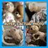 PetPrime Dog Plush Toy, Heart Beat Puppy Plush Bear with Warmer Bag, Soft Anxiety Relief Toy for Dogs
