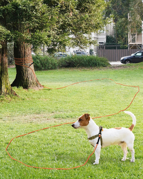 Taglory Long Dog Leash, 15FT 30FT 50FT 66FT Recall Training Leash with 2 Swivel Hooks for Large Medium Small Dogs,