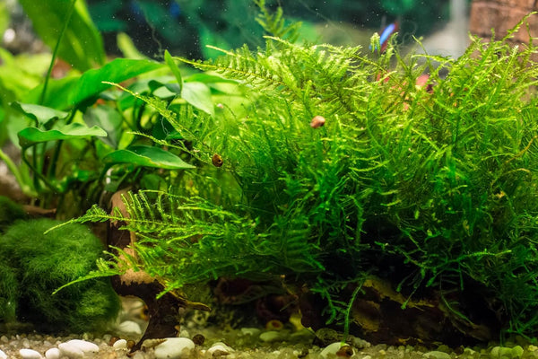 Big Kahuna Aquatics Java Moss Taxiphyllum Barbieri Easy Live Aquarium Plant, Green