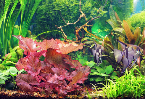 Awesome Aquatic Bulb (1, Dwarf Water Lily Nymphaea Stellata Live Aquarium Plant Guarantee to Grow Rhizome Root Also
