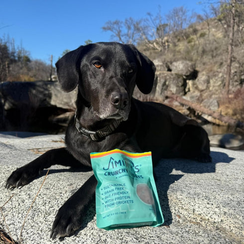 Tummy 5oz (Pack 1) Jiminy's Crunchy Original Peanut Butter & Pumpkin Dog Treat, Hypoallergenic, Prebiotic, Friendly