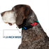 Buckle-Down Plastic Clip Collar - Dinosaurs Black/Multi Color, 1" Wide, Fits 15-26" Neck, Large