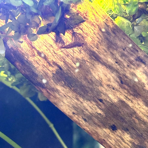 Banana Leaves for Fish and Aquarium Decoration, Natural Cherry Shrimp Leaves, Reduces Stress (5 Pack)