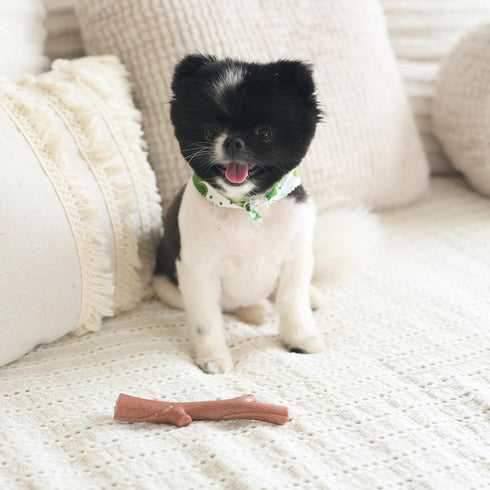 SPOT Bam-Bones Plus Branch - Durable Dog Chew for Aggressive Chewers, Bamboo Fiber & Nylon, 5.75in, Beef Flavor, Great