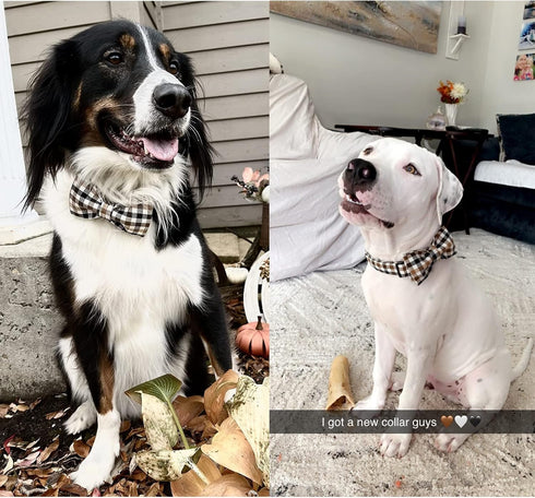 Unique Style Paws Fall Dog Collar - Adjustable Puppy Collar with Bowtie, Pet Gift for Small Medium Large Dogs