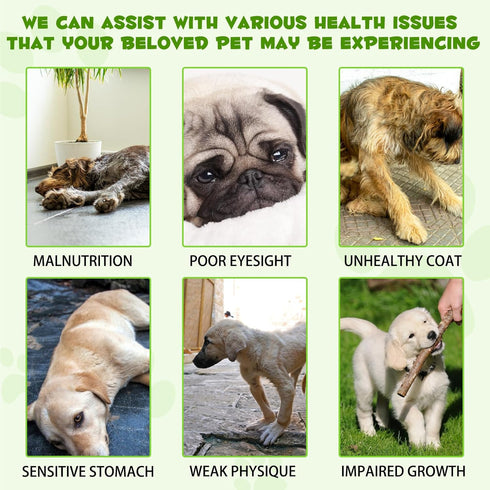 3-in-1 Dog Probiotics for Digestive Support, Liquid Probiotic Supplements for Dogs, Pet Probiotics | 2 Oz