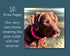 Waterproof E-Collar Replacement Strap for Invisible Fence, Easy On Bungee Dog Collar