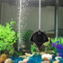 Carefree Fish Manta Ray 1.5W Mini Air Pump with Accessories Tube and Tiny Air Stone Quiet Aerator Kit for Fish Tank 0.5-15 Gallon FIsh Bowl Oxygen Pump
