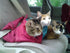 Cozy Comfort Carrier, Small Lavender Cat Carrier, Soft Sling for Grooming, Vet Visits, and Nail Trimming