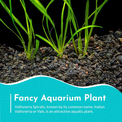 6 Pack Jungle Valisnaria Spiralis - Bare Root : Live Aquarium Plants for Healthy Aquatic Ecosystems, Excellent