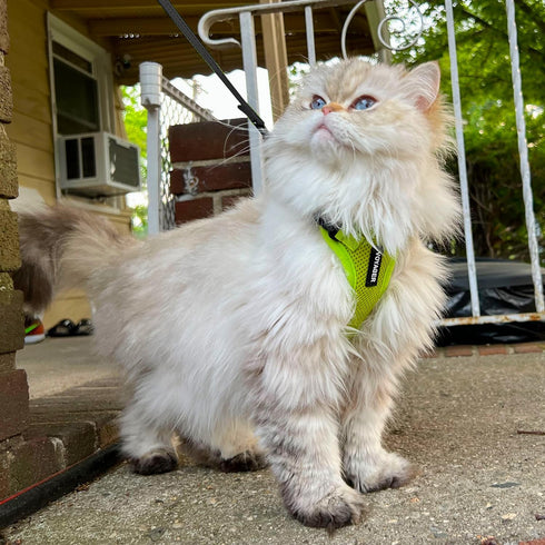 Voyager Step-in Lock Adjustable Cat Harness with Leash Combo Set, Neoprene Handle 5ft - Supports Small, Medium, Large