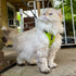 Voyager Step-in Lock Adjustable Cat Harness with Leash Combo Set, Neoprene Handle 5ft - Supports Small, Medium, Large