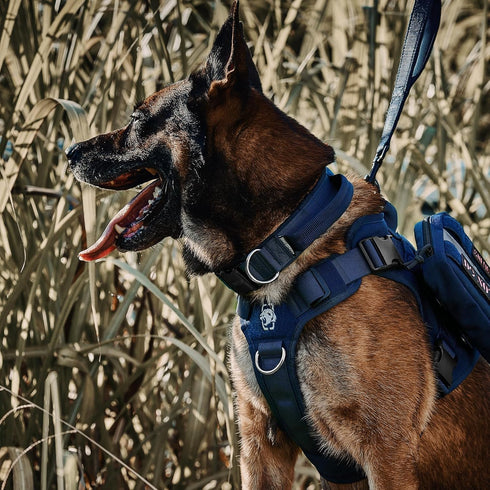 Tough Dog Collars, Tactical Adjustable Dog Collar with Handle, Heavy Duty Metal Buckle for Training, Medium, Blue