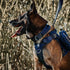 Tough Dog Collars, Tactical Adjustable Dog Collar with Handle, Heavy Duty Metal Buckle for Training, Medium, Blue