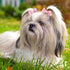 40 Pieces Dog Bows, Cute Puppy Dog Bowknot Hair Bows, Handmade Hair Accessories with Rubber Bands, Multicolor Grooming