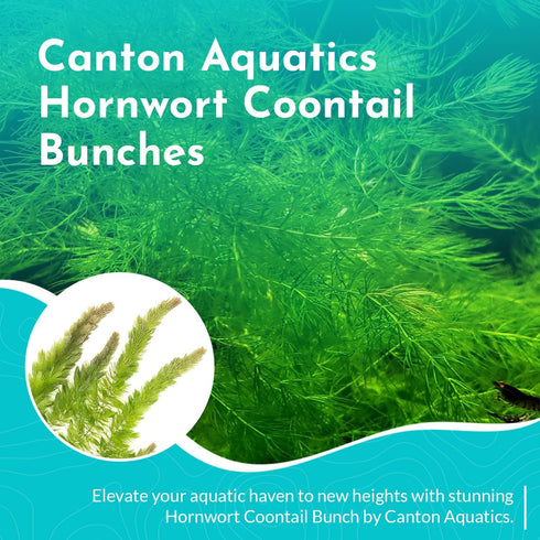 6 Pack 6 Live Aquarium Hornwort Coontail Indoor Plants - Excellent Aquarium Plant - Beautiful Effect to Aquarium - Fast