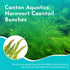 6 Pack 6 Live Aquarium Hornwort Coontail Indoor Plants - Excellent Aquarium Plant - Beautiful Effect to Aquarium - Fast
