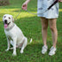 Pettom Heavy Duty Dog Chain Leash, Metal Lead with Padded Handle for Medium Large Dogs (6'/2.0mm Small Chain, Black)