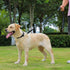 Waterproof Dog Leash, 5/6 FT Durable Odor-Proof Leashes with Strong Metal Hooks for Small, Medium, or Large Dogs