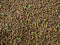 AQUATICBLENDEDFOODS Super Freshwater Shrimp Food,Calcium,Spirulina,Crayfish & Snail Mix,Cherry Shrimp,Bottom Feeders - A109 (Veggie